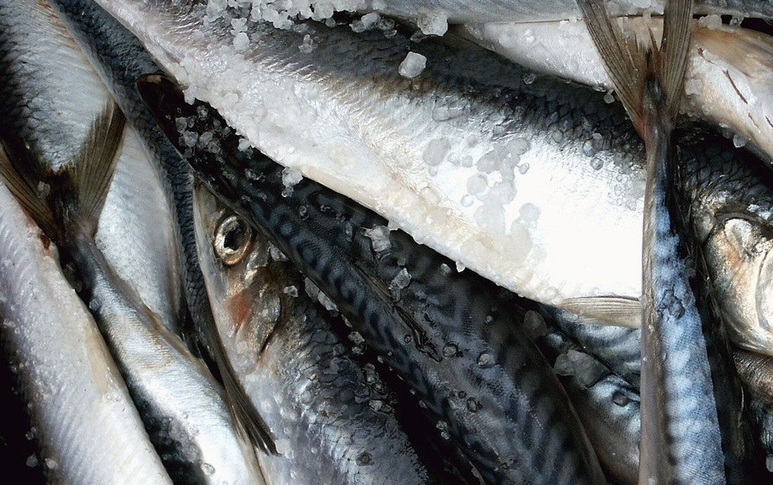 Skarb zimnych mórz – dlaczego warto sięgać po ryby bałtyckie?